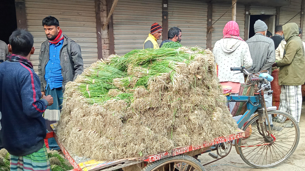 রাজবাড়ীতে পেঁয়াজ চাষে ব্যস্ত চাষিরা