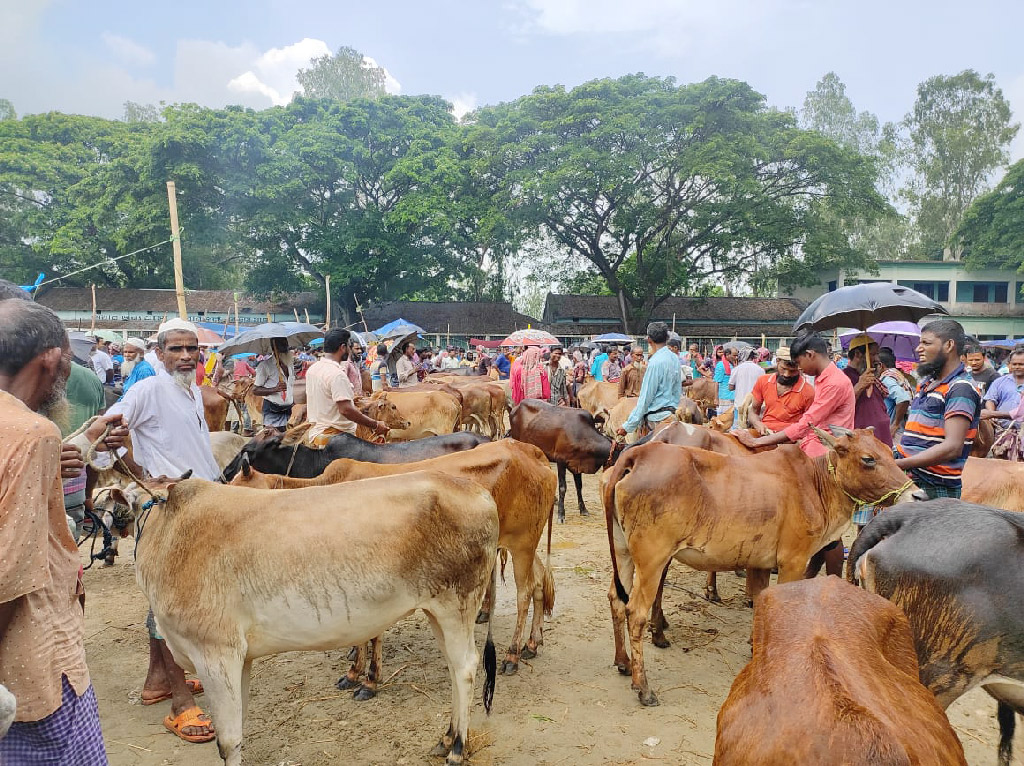 বগুড়ায় কোরবানির পশুর হাটগুলোতে অতিরিক্ত হাসিল আদায় 