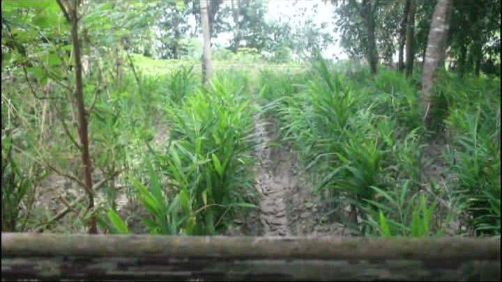 চৌদ্দগ্রামে আদা চাষে সম্ভাবনা