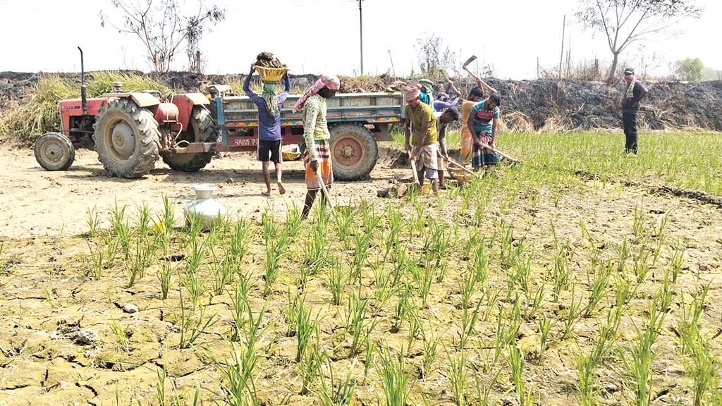 কুমিল্লার চৌদ্দগ্রাম: খাল খননের মাটি যাচ্ছে ইটভাটায়