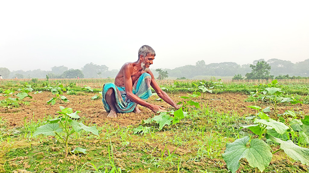 গোমতীর চরে ফসলের হাসি