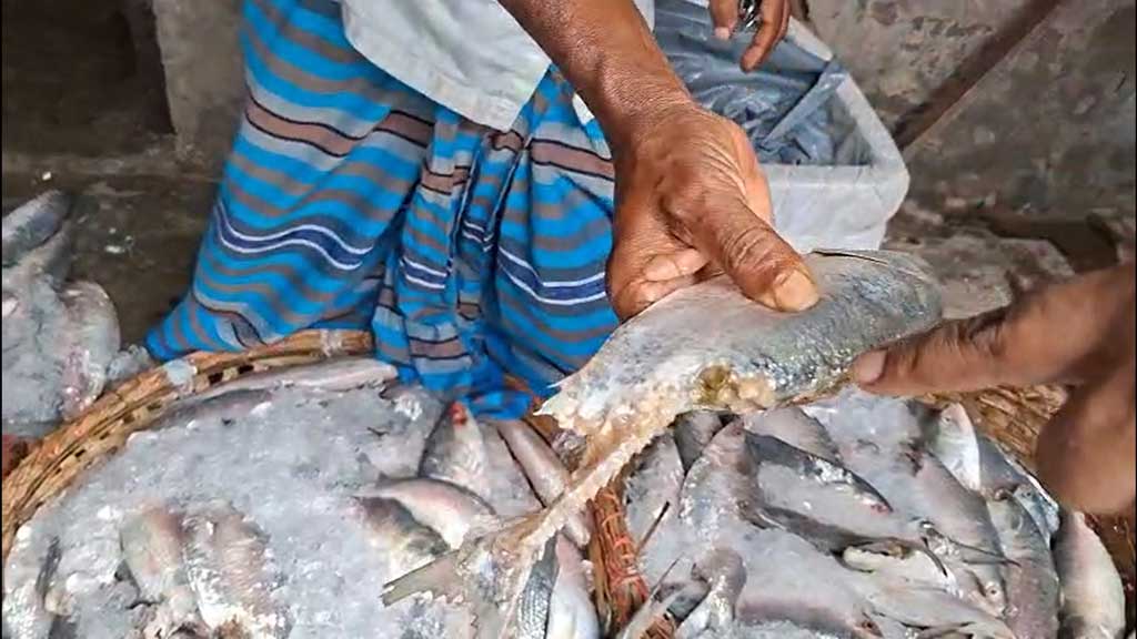 পচা ইলিশ বিক্রির দায়ে চাঁদপুরে ব্যবসায়ীকে জরিমানা