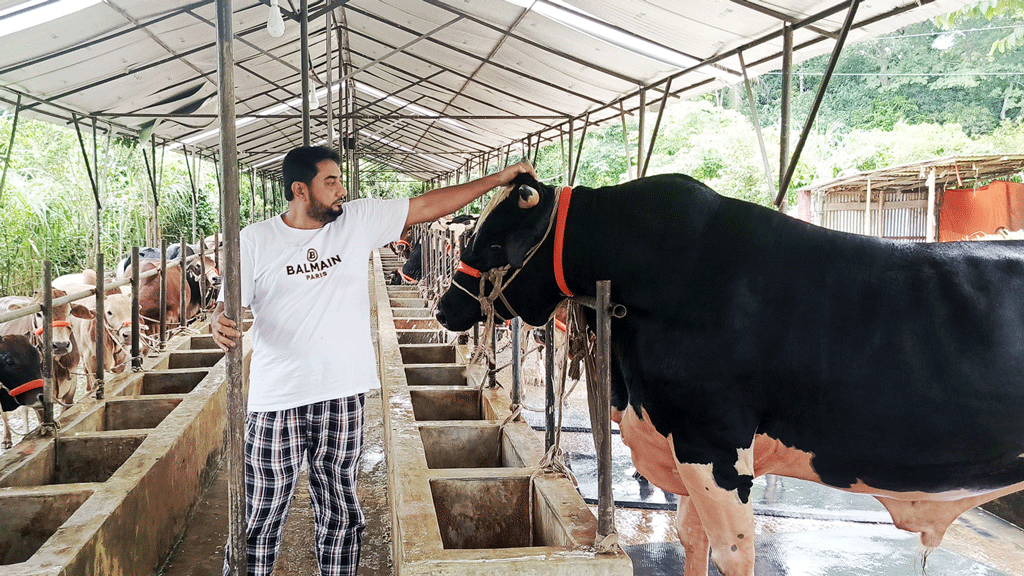 জনপ্রতিনিধি থেকে আদর্শ খামারি, হাজী মোজাম্মেলের খামারে ২০০ কোরবানির পশু