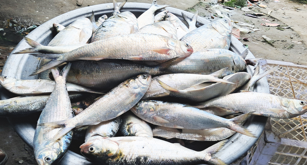 চাঁদপুরে বাড়ছে ইলিশের আমদানি, কমেছে দাম