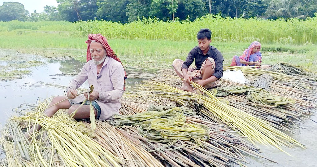 কাগজে কলমে বেড়েছে পাটের চাষ, কৃষকেরা বলছেন কমেছে