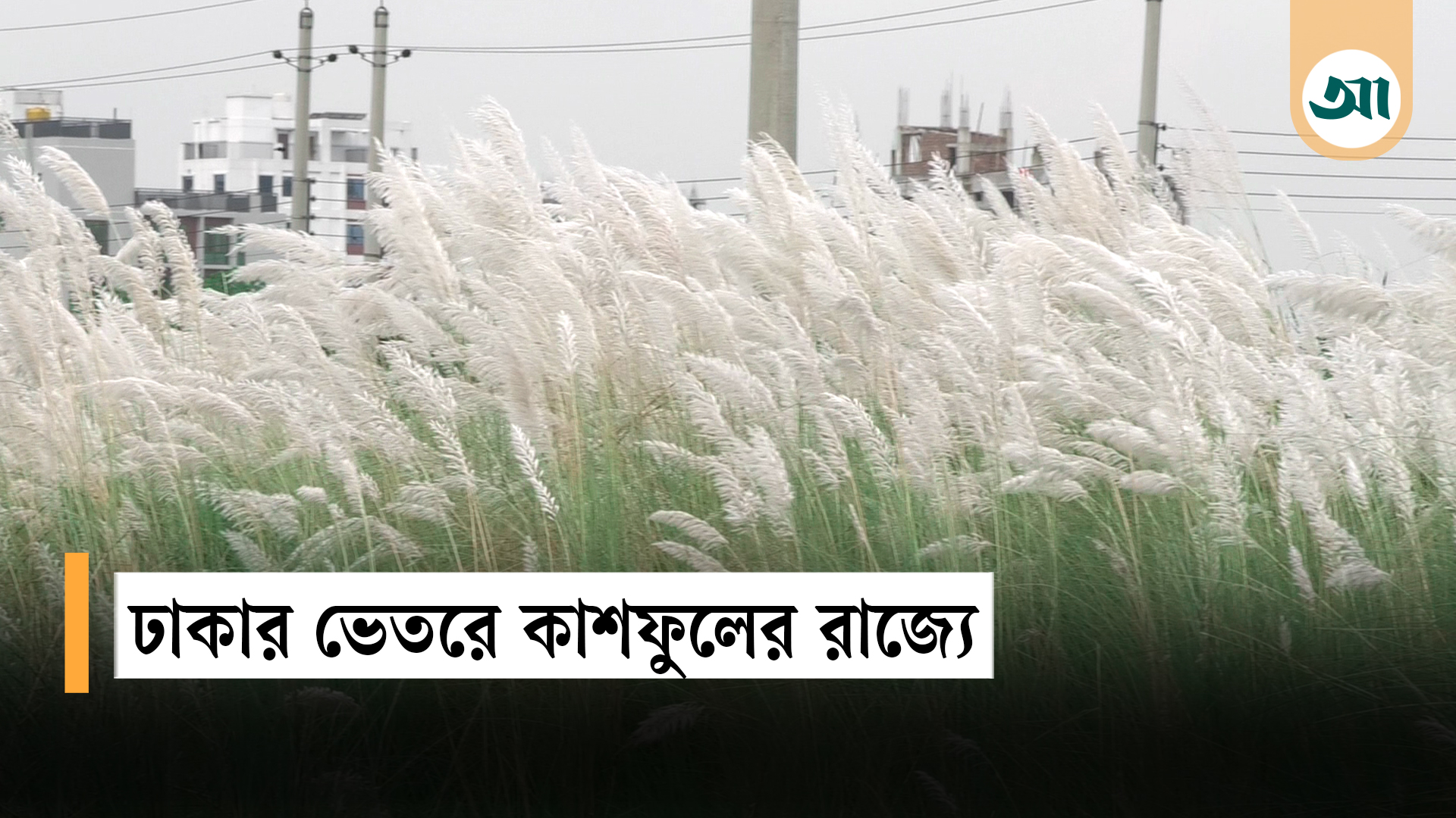 শুভ্রতার চাদরে মোড়া দিয়াবাড়ি: শরতের আমেজে নগরবাসীর ভিড়