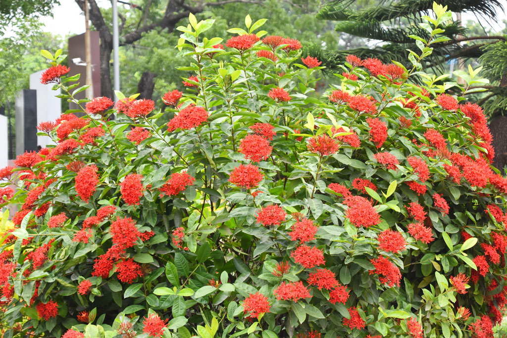 গাছে ফুটেছে লাল রঙ্গন ফুল। নগরীর কোর্ট শহীদ মিনারের বাগান থেকে তোলা, রাজশাহী, ২ জুন ২০২৪। ছবি: মিলন শেখ