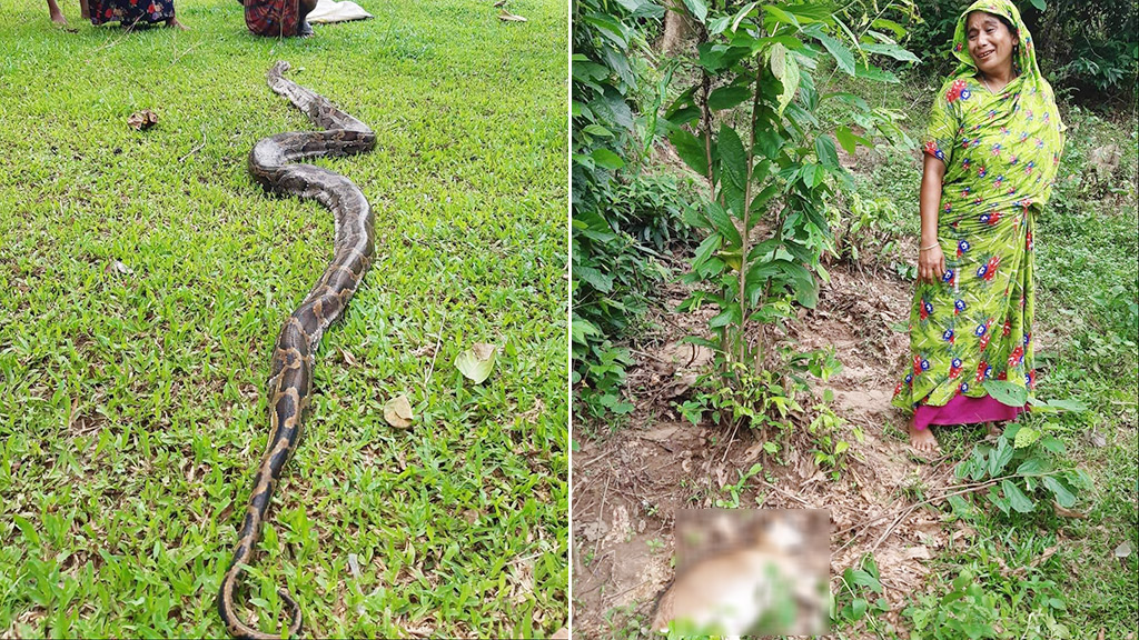 ছাগল শিকার করতে গিয়ে কুকুরের কামড়ে অজগরের মৃত্যু