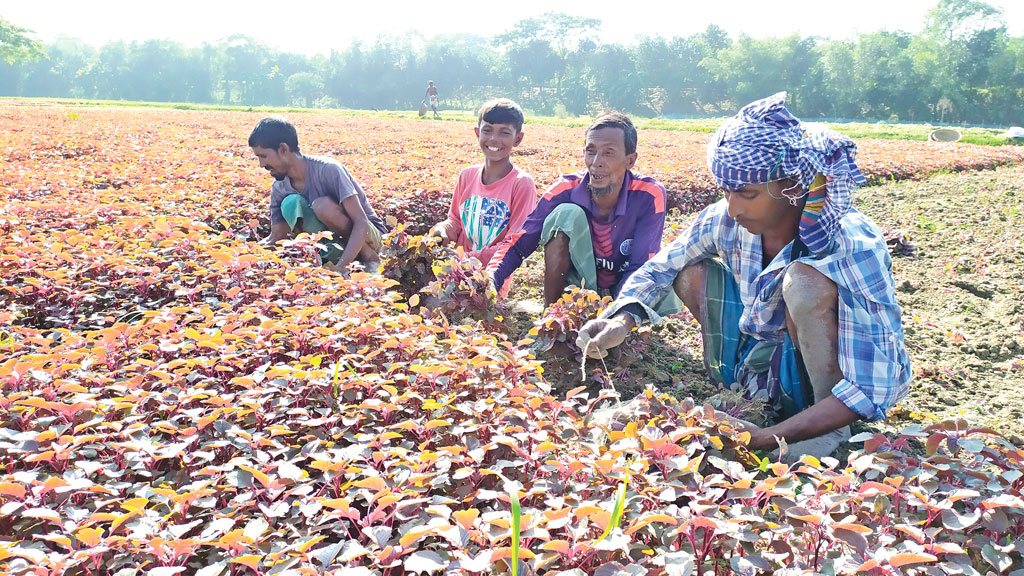 চরের জমিতে লালশাক চাষ করে লাভবান কৃষক