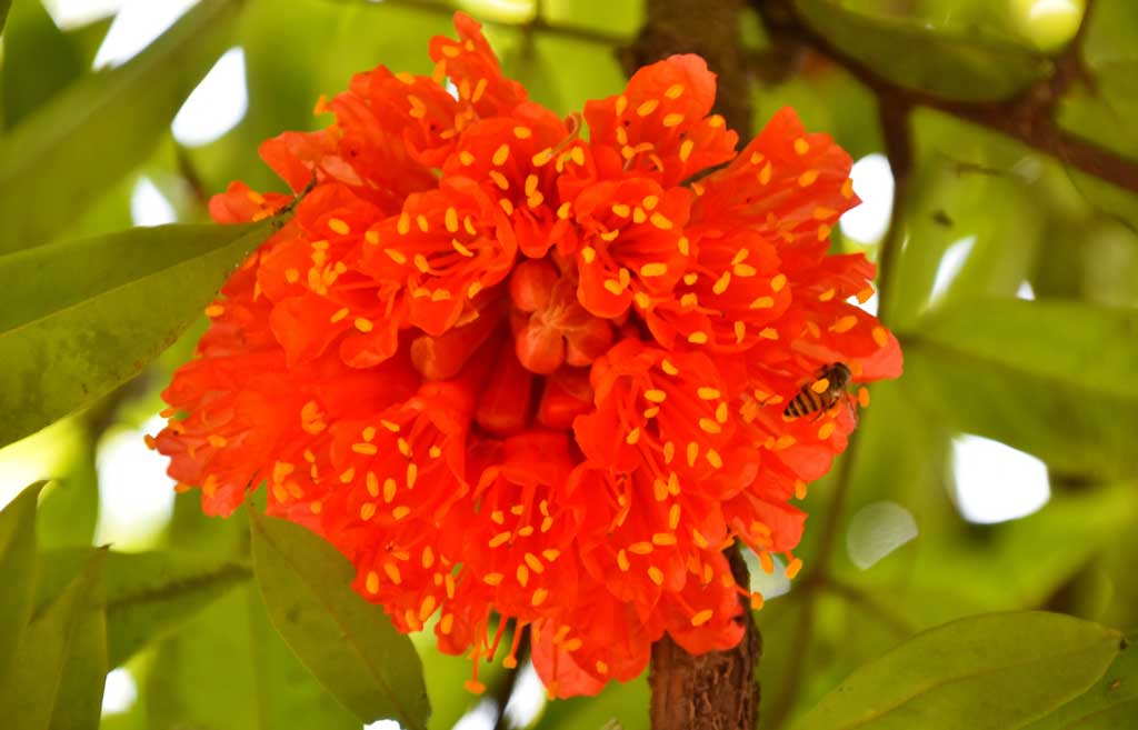 বাগানে ফুটেছে পাখি ফুল। আর সে ফুলের মধু আহরণ করছে মৌমাছি। রাজশাহী কলেজ চত্বর থেকে তোলা, রাজশাহী, ২৬ মার্চ ২০২৪। ছবি: মিলন শেখ