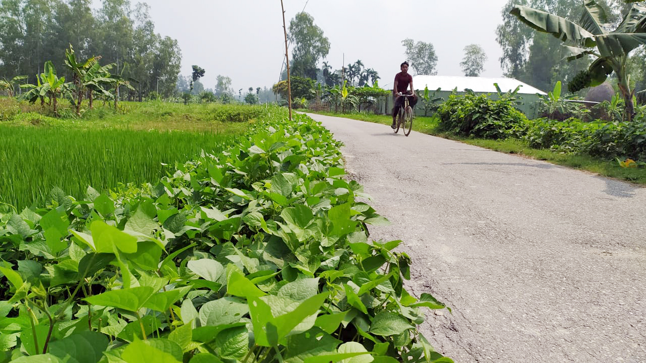 পতিত জমিতে বেড়েছে মাষকলাইয়ের আবাদ