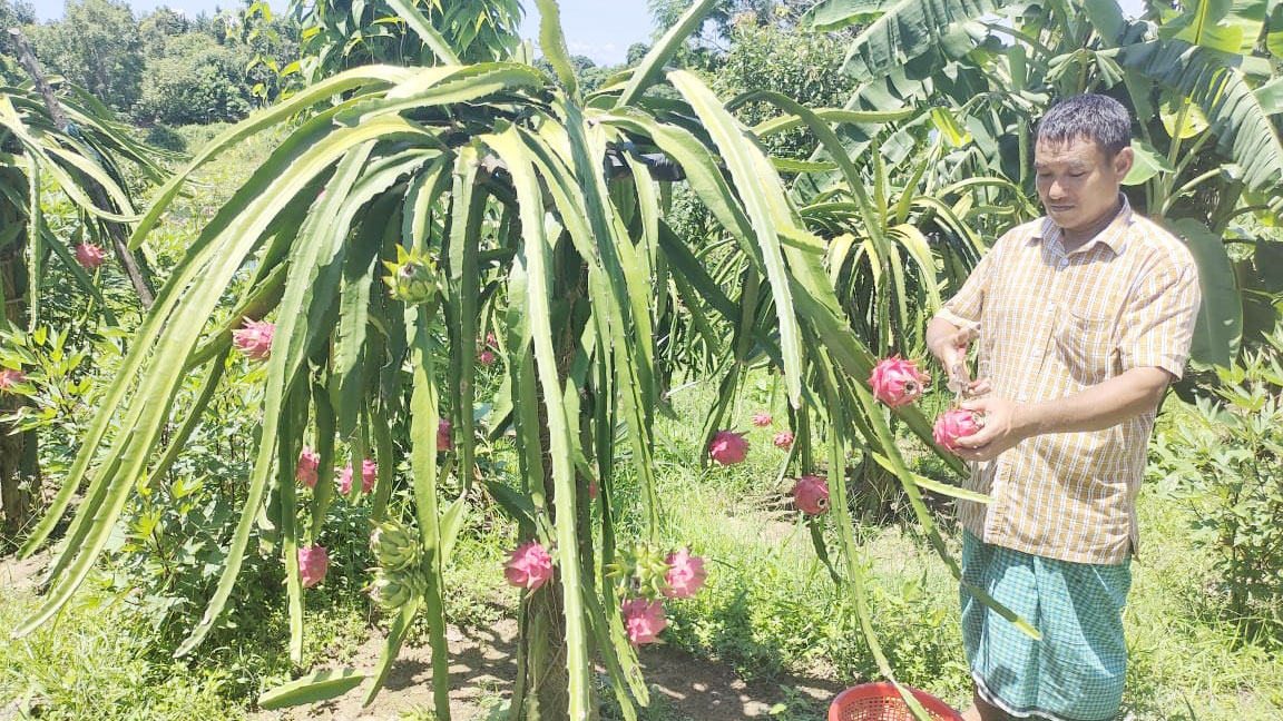 কাপ্তাই হ্রদের দ্বীপে শোভা পাচ্ছে রঙিন ড্রাগন ফল  