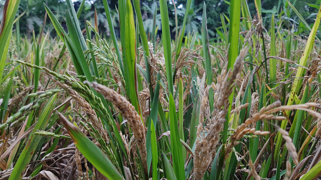 মৌসুমের আগে বোরো ধান করে ক্ষতির মুখে কৃষকেরা