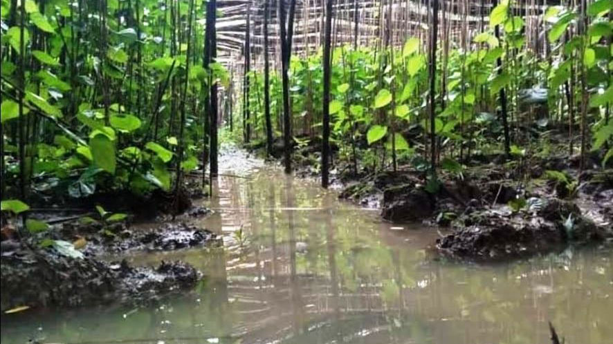 ঢলে পানের বরজের ক্ষতি