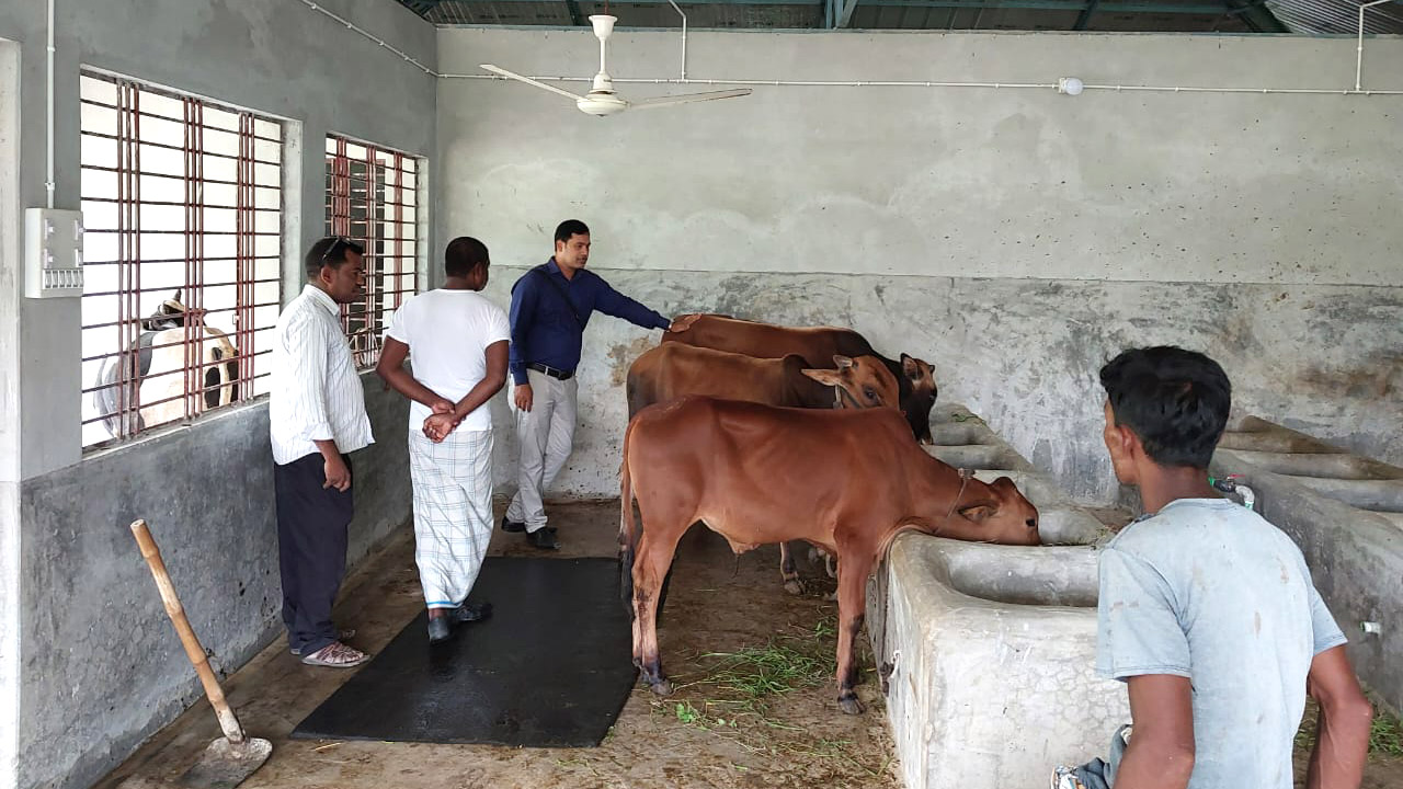 পশুর অ্যানথ্রাক্স না যেতেই লাম্পি