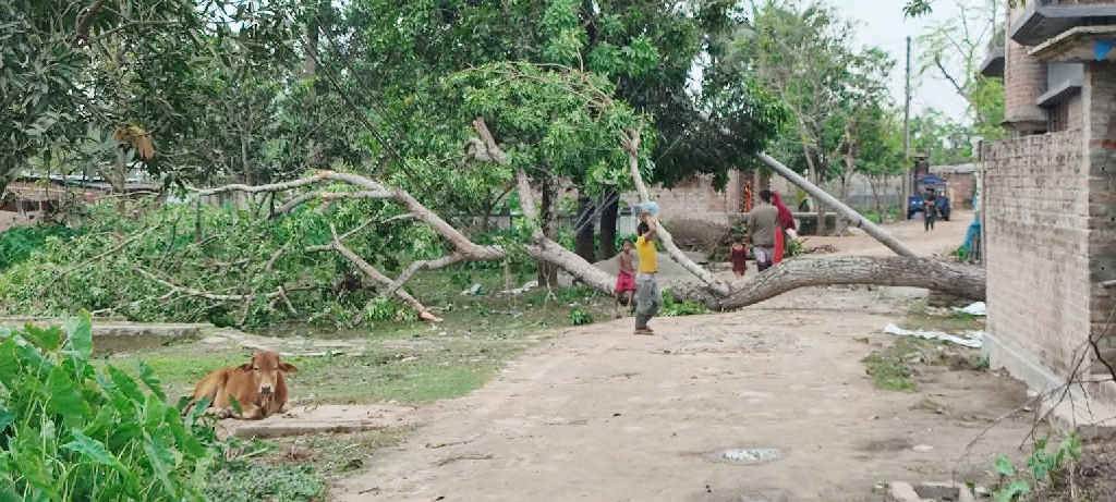 চাঁপাইনবাবগঞ্জে ঝড়ে আম-লিচুসহ ফসলের ব্যাপক ক্ষয়ক্ষতি