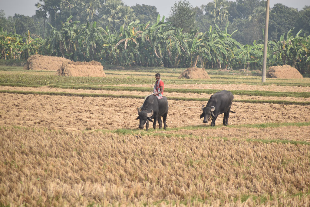 বরেন্দ্র অঞ্চলে খেতের ধান কাটা শেষ। একজন কৃষক তাঁর দুটি মহিষকে জমির আইলে গজিয়ে ওঠা ঘাস খাওয়াচ্ছেন। গোদাগাড়ী উপজেলা দেওপাড়া ইউনিয়ন সুলিতলা গ্রামের একটি জমি থেকে তোলা। ছবি: মিলন শেখ