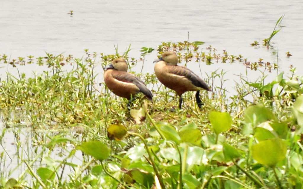 দিনের ছবি (০৩ জুন, ২০২৫)