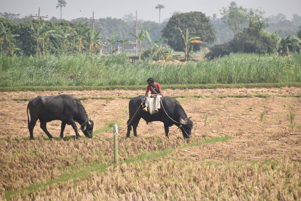 দিনের ছবি (০৮ ডিসেম্বর, ২০২৫)