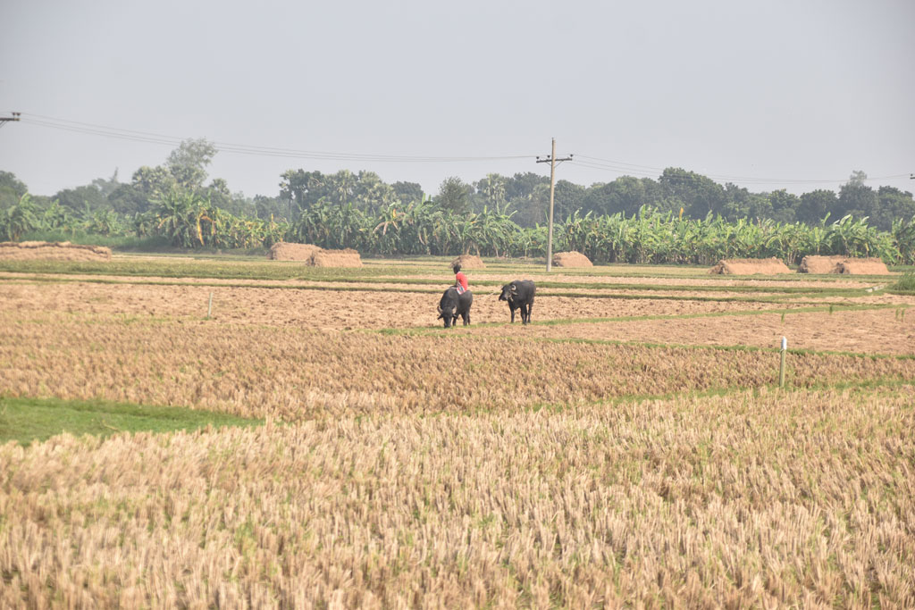 বরেন্দ্র অঞ্চলে খেতের ধান কাটা শেষ। একজন কৃষক তাঁর দুটি মহিষকে জমির আইলে গজিয়ে ওঠা ঘাস খাওয়াচ্ছেন। গোদাগাড়ী উপজেলা দেওপাড়া ইউনিয়ন সুলিতলা গ্রামের একটি জমি থেকে তোলা। ছবি: মিলন শেখ