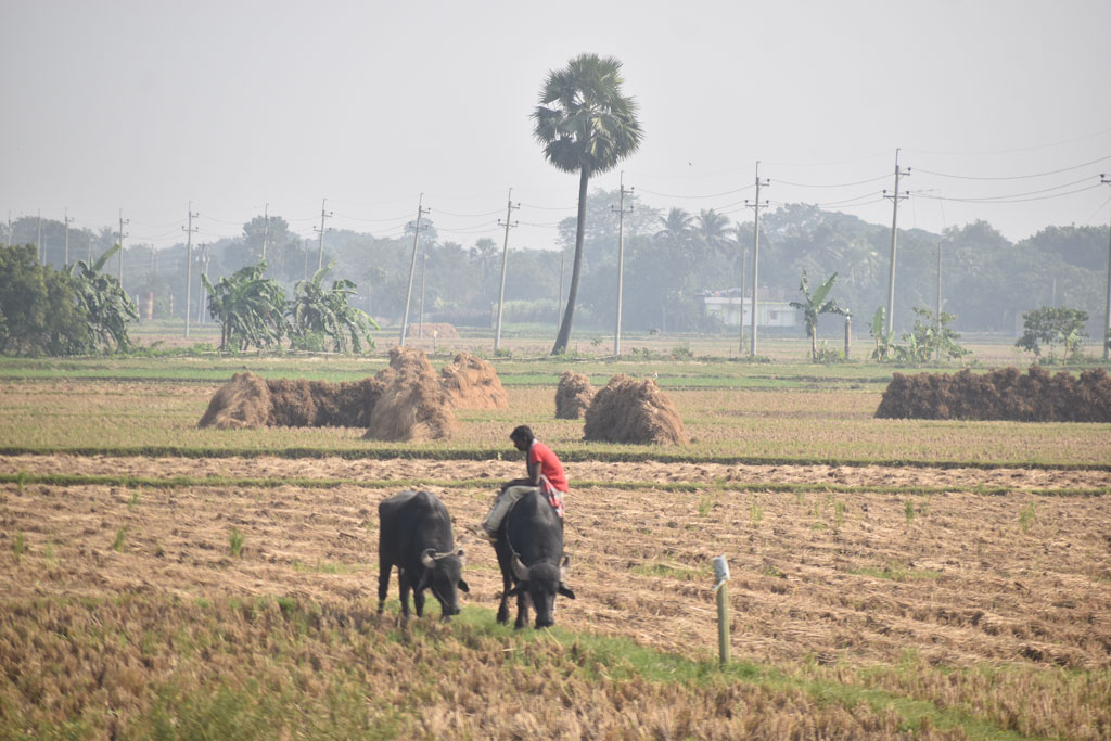 বরেন্দ্র অঞ্চলে খেতের ধান কাটা শেষ। একজন কৃষক তাঁর দুটি মহিষকে জমির আইলে গজিয়ে ওঠা ঘাস খাওয়াচ্ছেন। গোদাগাড়ী উপজেলা দেওপাড়া ইউনিয়ন সুলিতলা গ্রামের একটি জমি থেকে তোলা। ছবি: মিলন শেখ