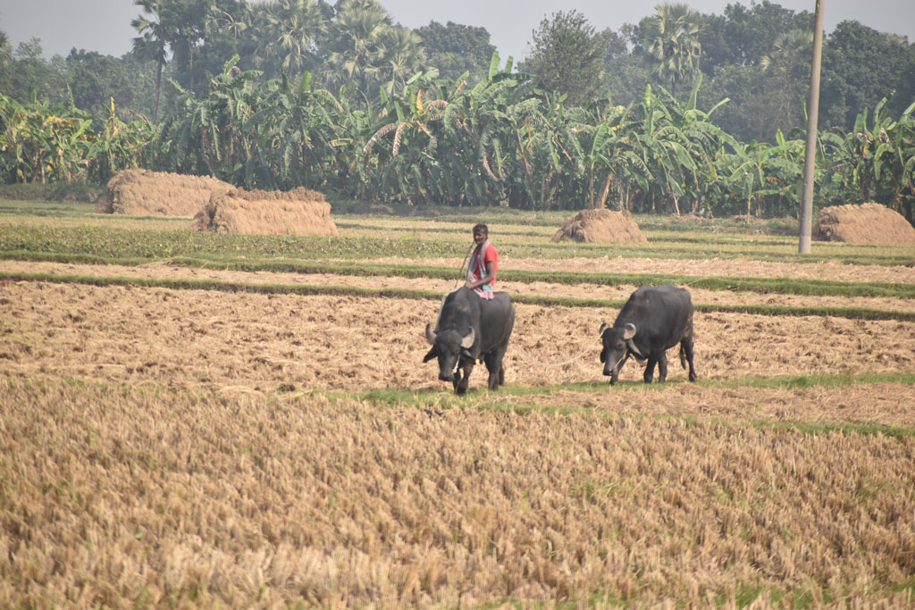 বরেন্দ্র অঞ্চলে খেতের ধান কাটা শেষ। একজন কৃষক তাঁর দুটি মহিষকে জমির আইলে গজিয়ে ওঠা ঘাস খাওয়াচ্ছেন। গোদাগাড়ী উপজেলা দেওপাড়া ইউনিয়ন সুলিতলা গ্রামের একটি জমি থেকে তোলা। ছবি: মিলন শেখ