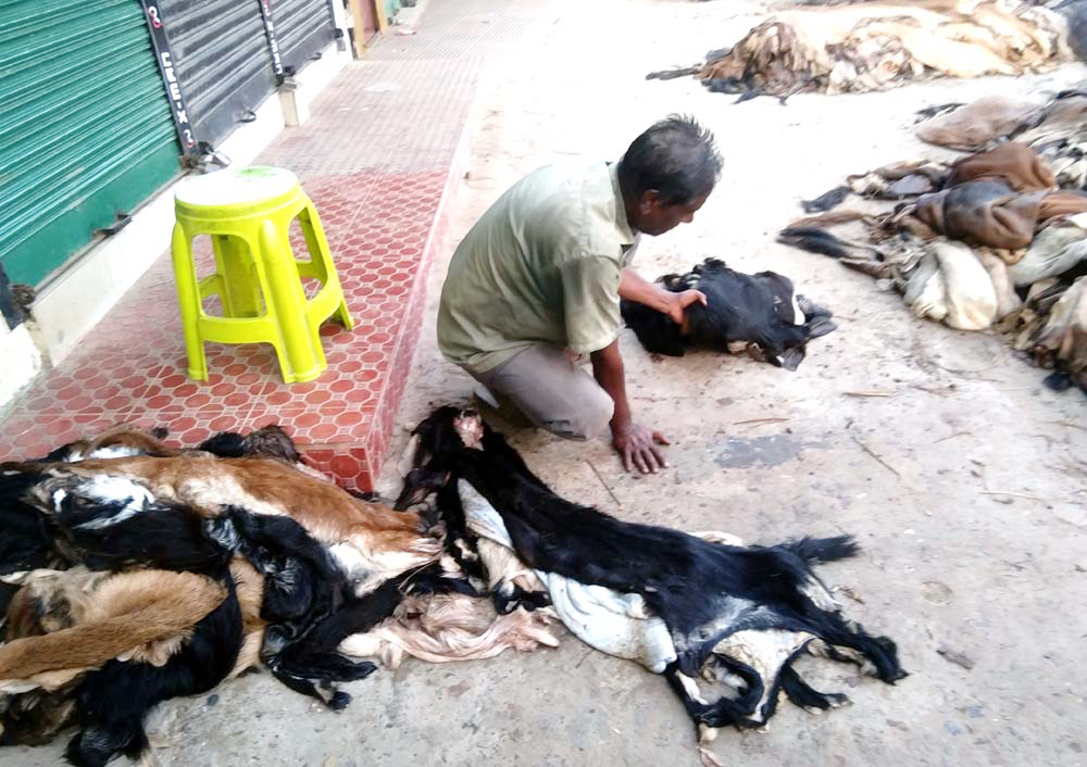দিনাজপুরে এক কাপ চায়ের দামে ছাগলের চামড়া