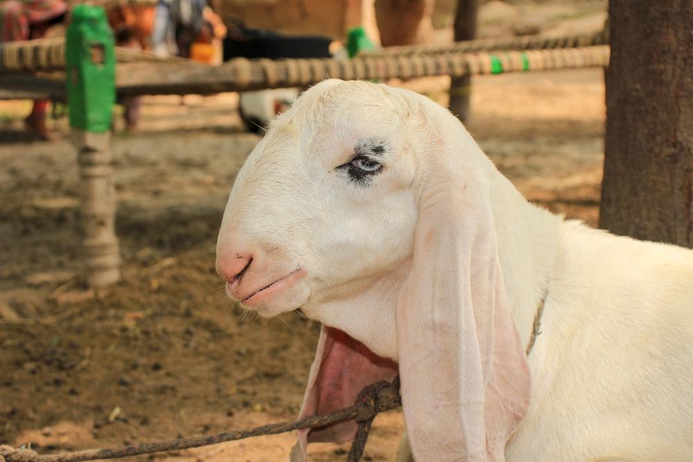 নারীরা কি কোরবানির পশু জবাই করতে পারবে
