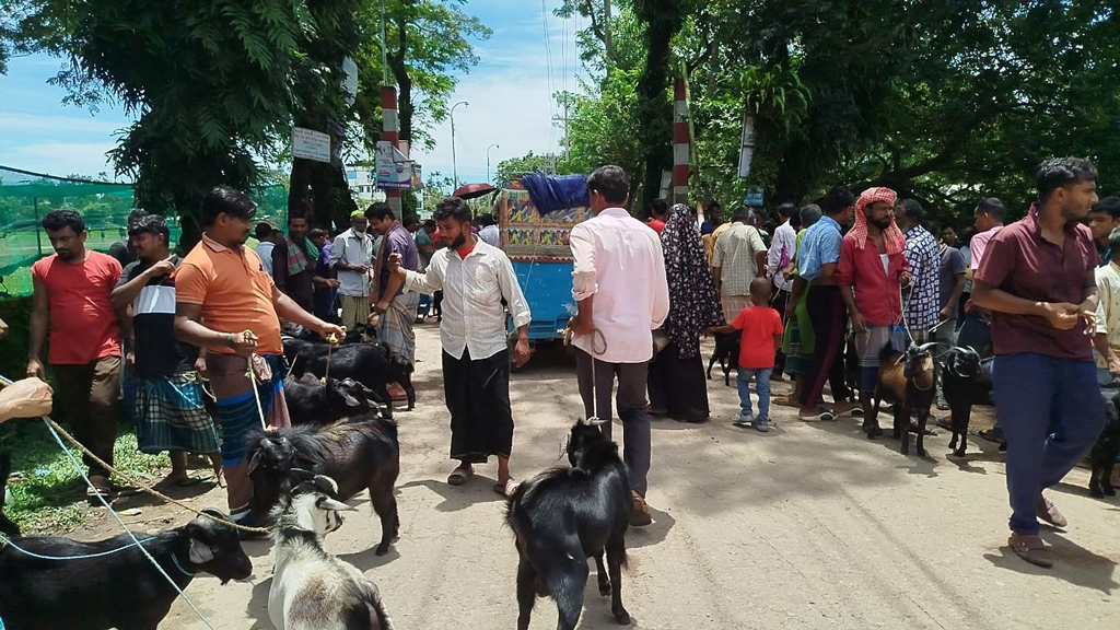 সড়কে ছাগলের অবৈধ হাট, টোল আদায় পৌরসভার