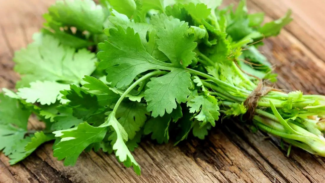 ধনেপাতার যত উপকারিতা: ব্যথা, উদ্বেগ ও রক্তে শর্করা কমায়