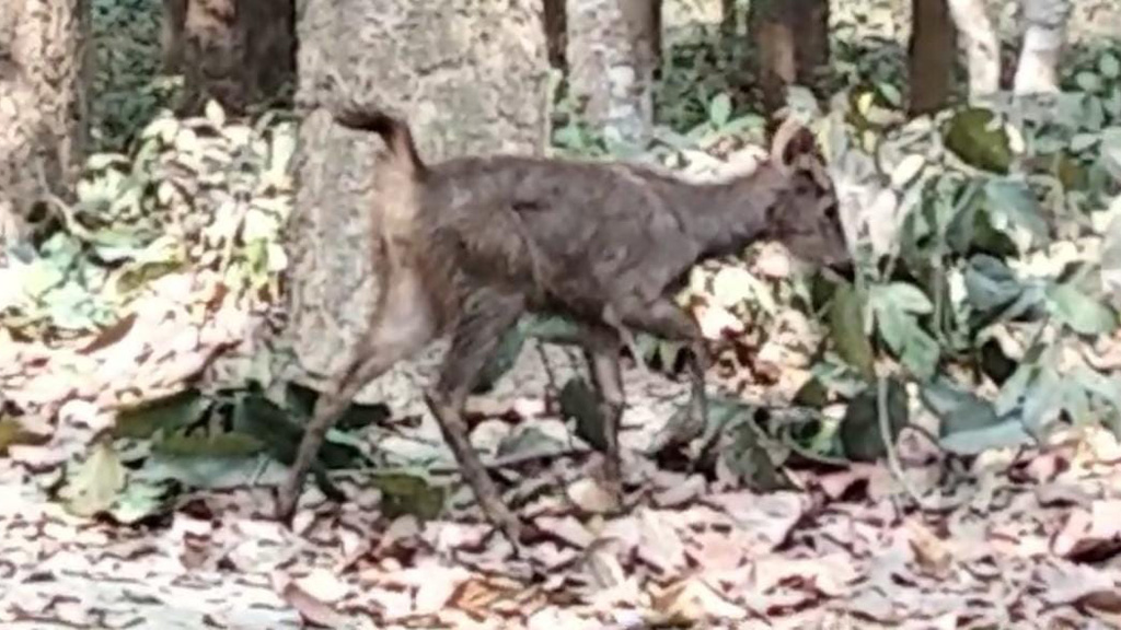 চকরিয়া সাফারি পার্কে এল ১৮ সাম্বার-মায়া হরিণ