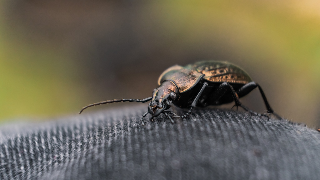 ঘরে পোকামাকড় প্রবেশ রোধের উপায়