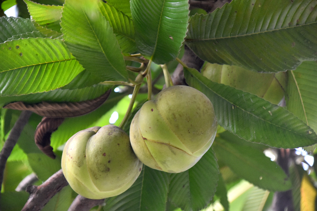 আচারের নাম শুনলেই জিবে জল আসে। চালতা আচারের স্বাদও অন্যান্য আচার থেকে কোনো অংশে কম নয়। সড়কের পাশের এই গাছে থোকায় থোকায় চালতা ঝুলছে। নগরের বিলসিমলা এলাকা, রাজশাহী, ২৪ ডিসেম্বর ২০২৪। ছবি: মিলন শেখ