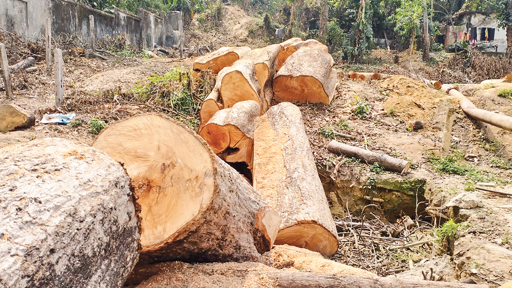 চট্টগ্রাম মেডিকেল কলেজ: শতবর্ষীসহ অর্ধশত গাছ উজাড়