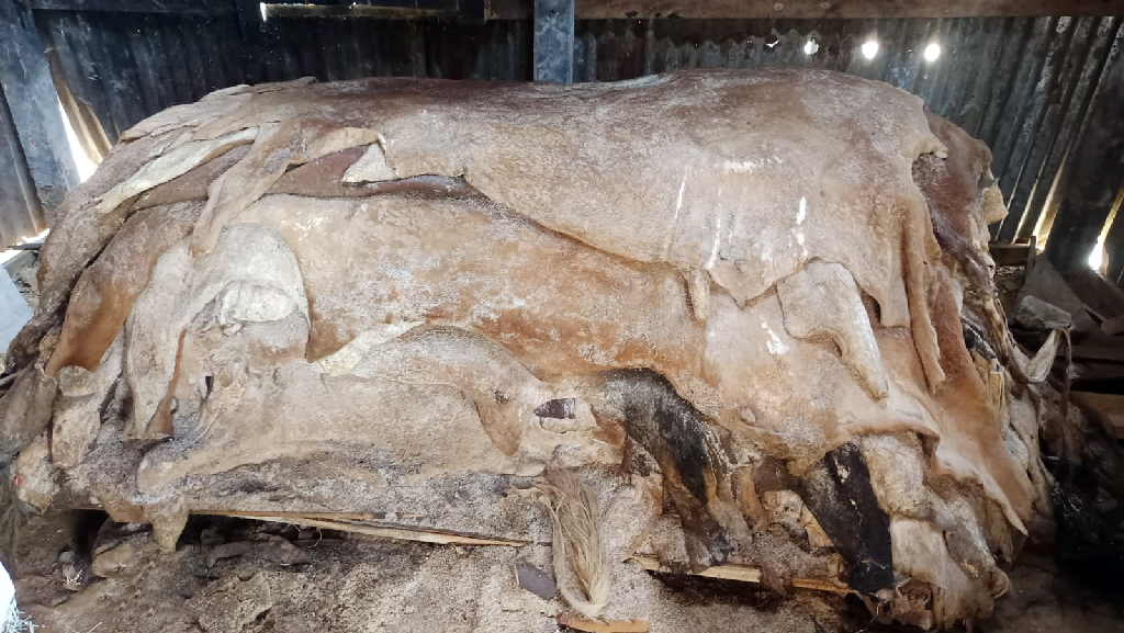 গত বছরের কোরবানির পশুর চামড়া এখনো অবিক্রীত, বিপাকে মাদ্রাসাগুলো