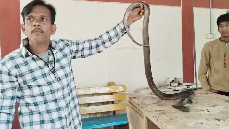 ৮০টি সেলাই ও ২ ঘণ্টার অস্ত্রোপচারে বাঁচল একটি কোবরা