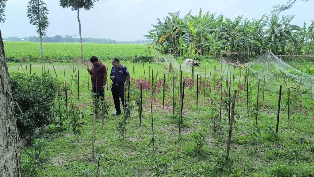 শরীয়তপুরে মরিচখেতে পাওয়া ককটেলে উড়ে গেল শিশুর হাত