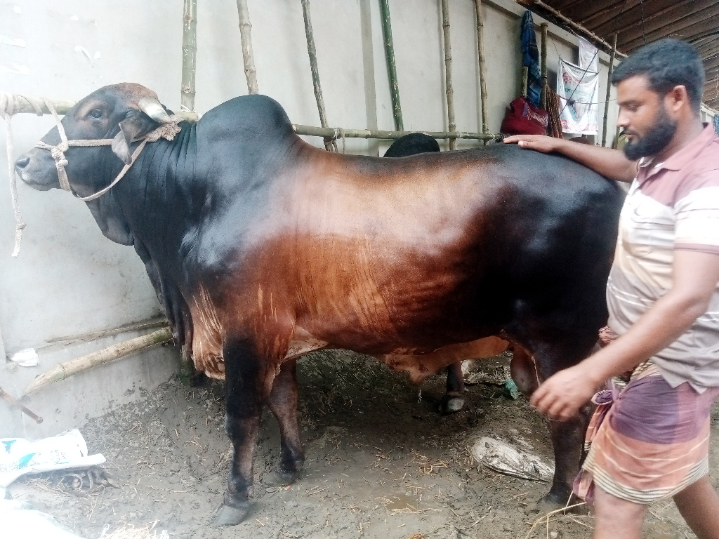 পোস্তগোলা শ্মশানঘাট পশুর হাটের আকর্ষণ ‘রাজা বাবু’