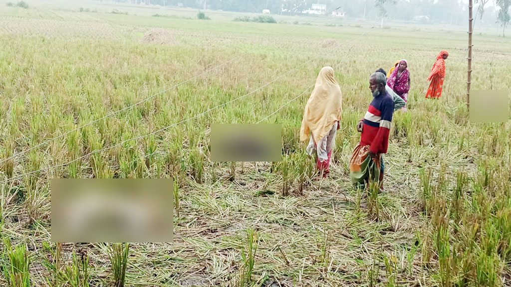ঘাটাইলে বিদ্যুতের তারে জড়িয়ে ৬ গরুর মৃত্যু