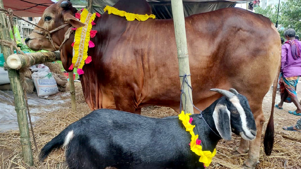 কোরবানির গরুর সঙ্গে খাসি ফ্রি—ইসলাম কী বলে
