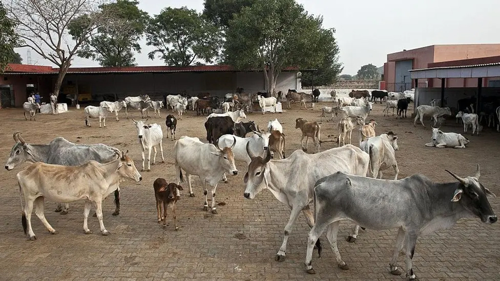 ১০ হাজার জেন–জিকে ‘গরুর বন্ধু’ বানাবে যোগী সরকার