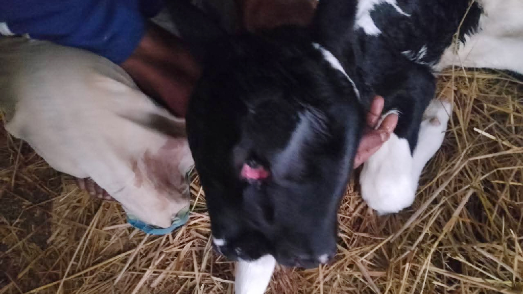 নরসিংদীতে তিন চোখ ও দুই মুখের বাছুরের জন্ম, এলাকায় চাঞ্চল্য