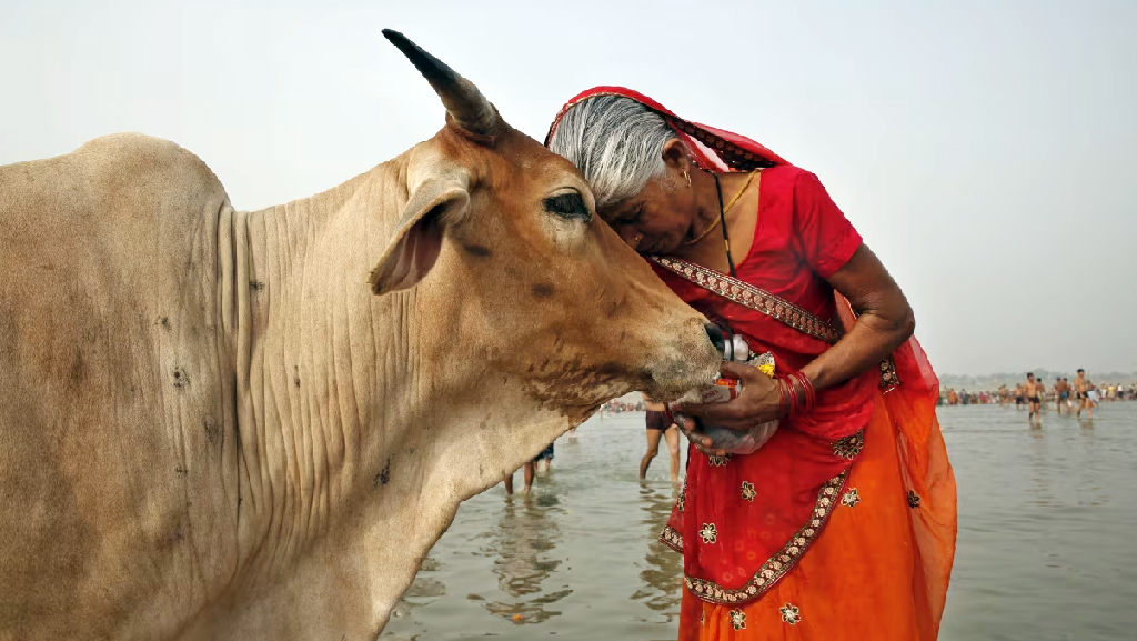 গরু নিয়ে ‘হিন্দুত্ববাদী’ রাজনীতি পৌঁছে গেছে দিল্লি বিশ্ববিদ্যালয়ে!