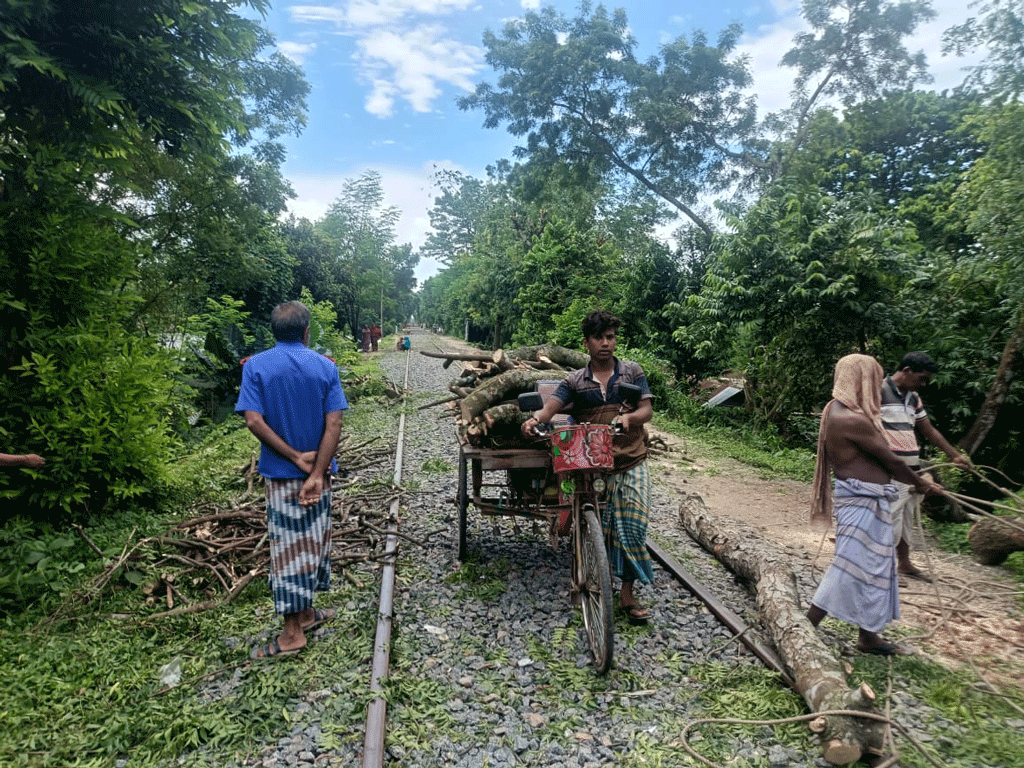 চাঁপাইনবাবগঞ্জে রেলের জমির গাছ কাটার অভিযোগ বিএনপি নেতার বিরুদ্ধে