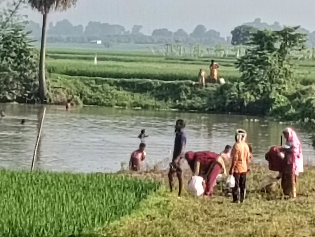 চাঁপাইনবাবগঞ্জে পুকুরে বিষ দিয়ে ১৪ লাখ টাকার মাছ লুটের অভিযোগ