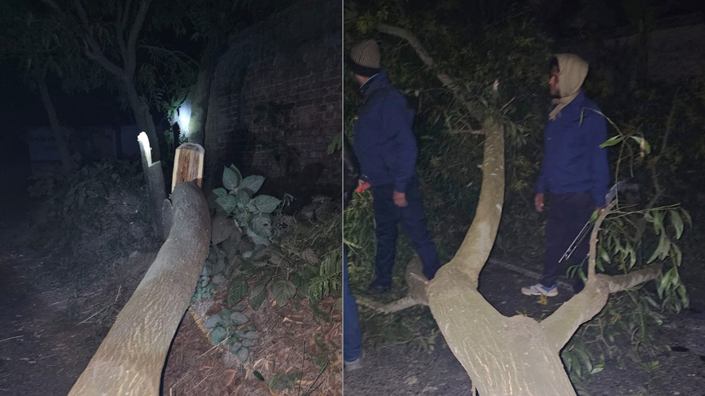 সড়কে গাছ ফেলে ডাকাতি, ছুরিকাঘাতে দুজন আহত