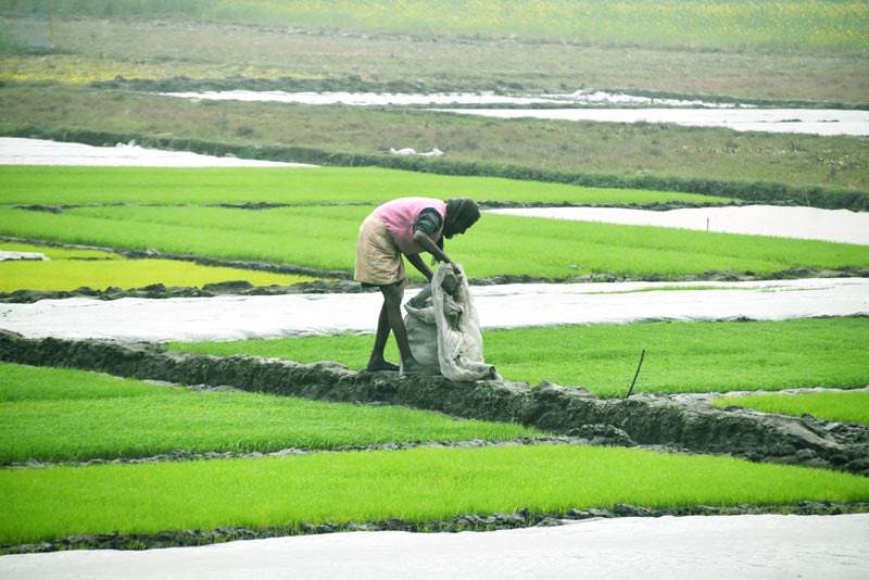 বরেন্দ্র অঞ্চলে কুয়াশা থেকে রক্ষায় পলিথিন দিয়ে ধানের চারা ঢেকে রাখা হয়েছিল। সকালে রোদের মুখ দেখা যাওয়ায় সেই পলিথিন সরিয়ে দেওয়া হয়। পবা উপজেলার হুজুরীপাড়া ইউনিয়নের দারুশা বাজার (হাজির মোড়) এলাকা, রাজশাহী, ২৬ জানুয়ারি ২০২৫। ছবি: মিলন শেখ