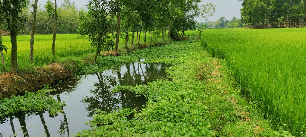 দখল-দূষণে মৃতপ্রায় চিংড়ি খাল উদ্ধার চায় স্থানীয়রা
