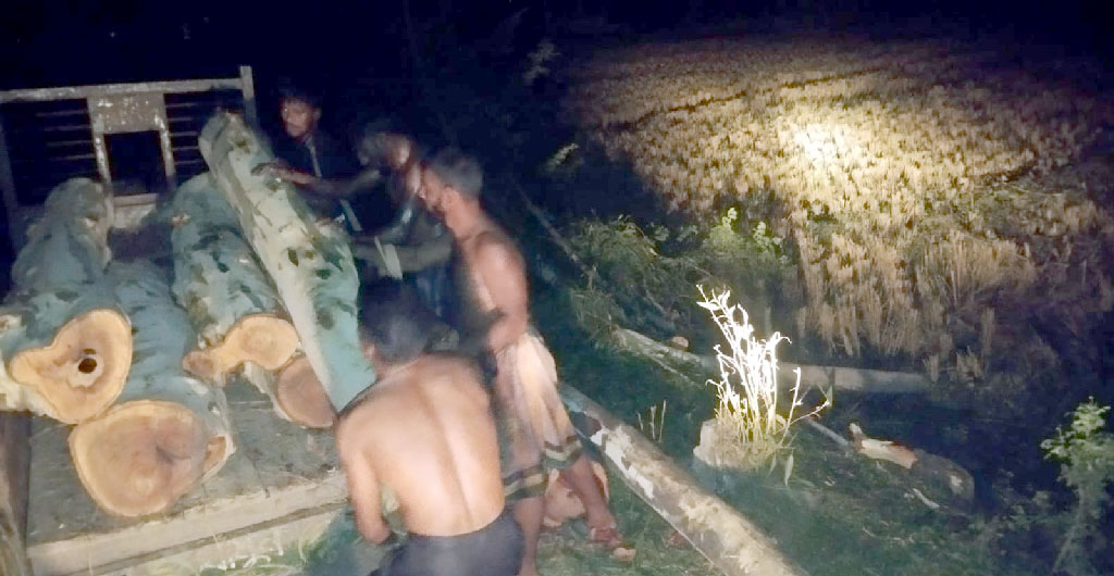 ঈদের ছুটিতে শাজাহানপুরে সরকারি গাছ চুরি