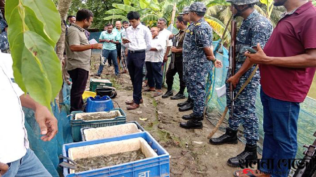 কয়রায় জেলি পুশ করা ৫০ কেজি চিংড়ি জব্দ, পাঁচ ব্যবসায়ীকে জরিমানা